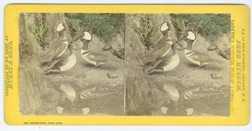 D0962~ Hooded Merganser Waterfowl Stereoview c.1870 – Hurst Museum