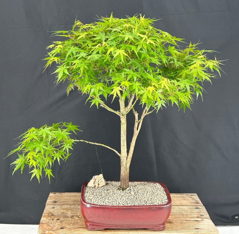 Trained Japanese Green Maple Bonsai Tree 22 Inches Outdoor Acer Palmatum Deciduous Plant-image