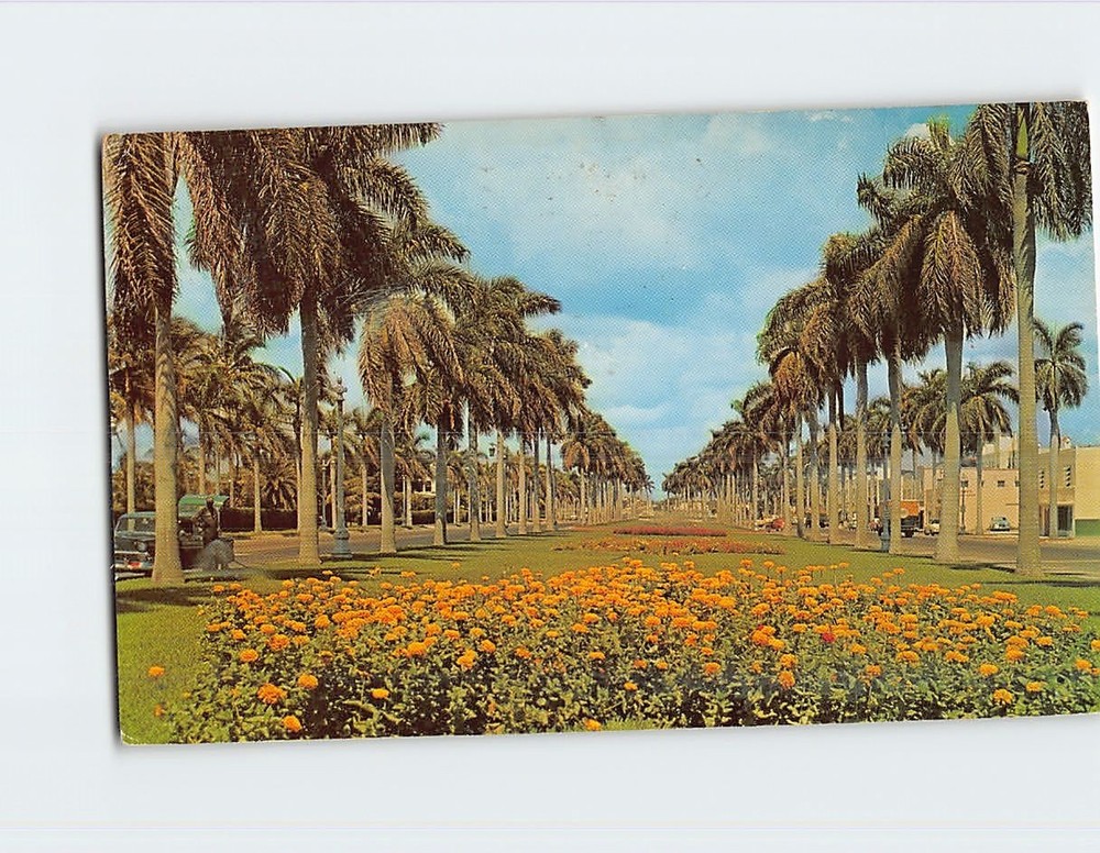 Postcard Majestic Royal Palms Along A Florida Avenue Florida USA