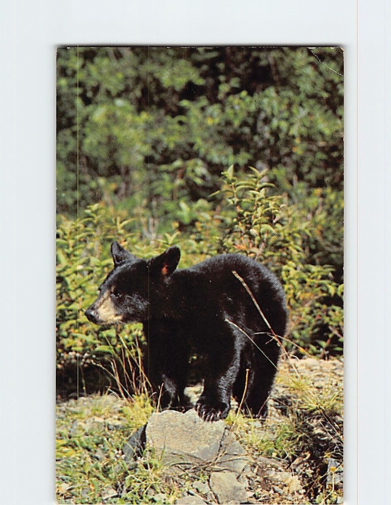 Postcard Black Bear Great Smoky Mountains National Park USA