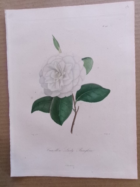 Berlese & Jung Hand Colored FOLIO Engraved Camellia Print 1841: CAMELLIA. 26
