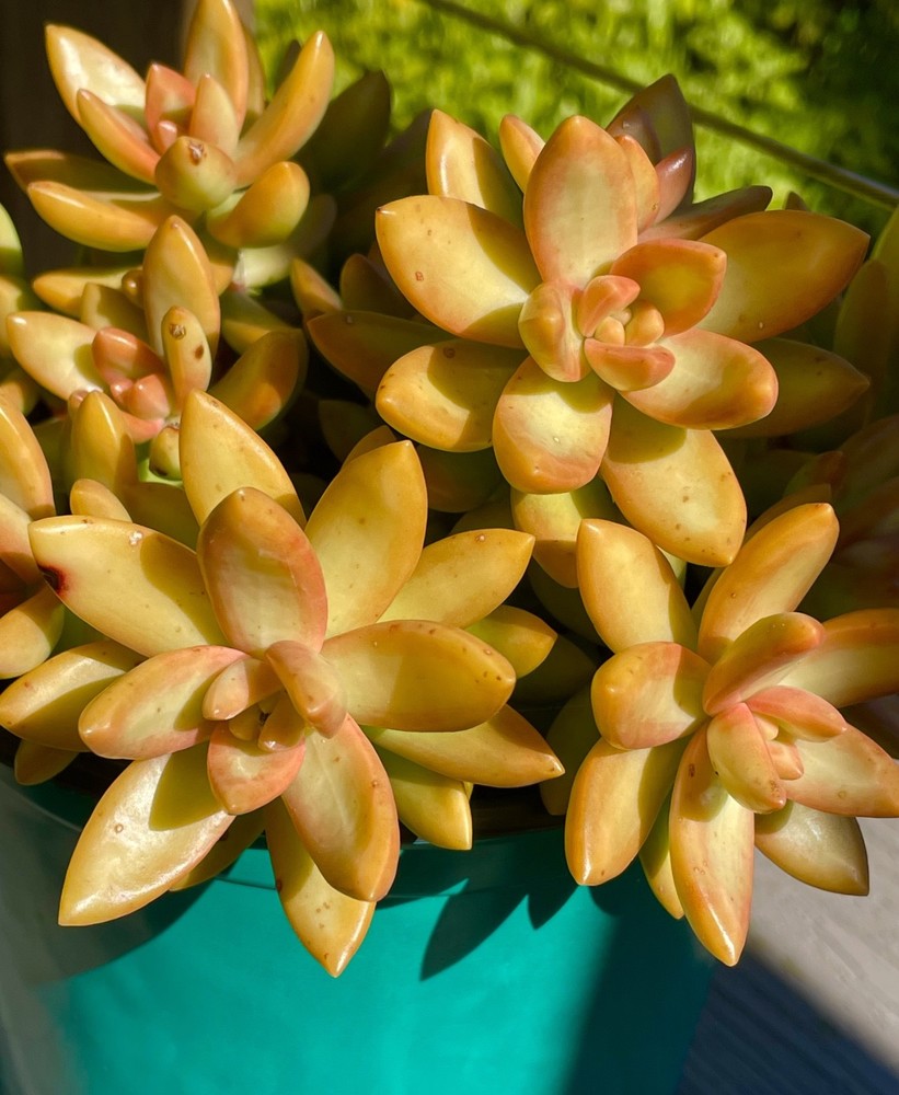 Rare Succulent Sedum Orange Delight Yellow Live Plant Unrooted Cutting 2-Inch