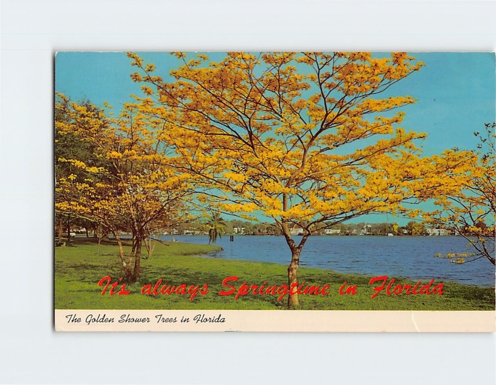 Postcard Golden Shower Trees in Florida USA