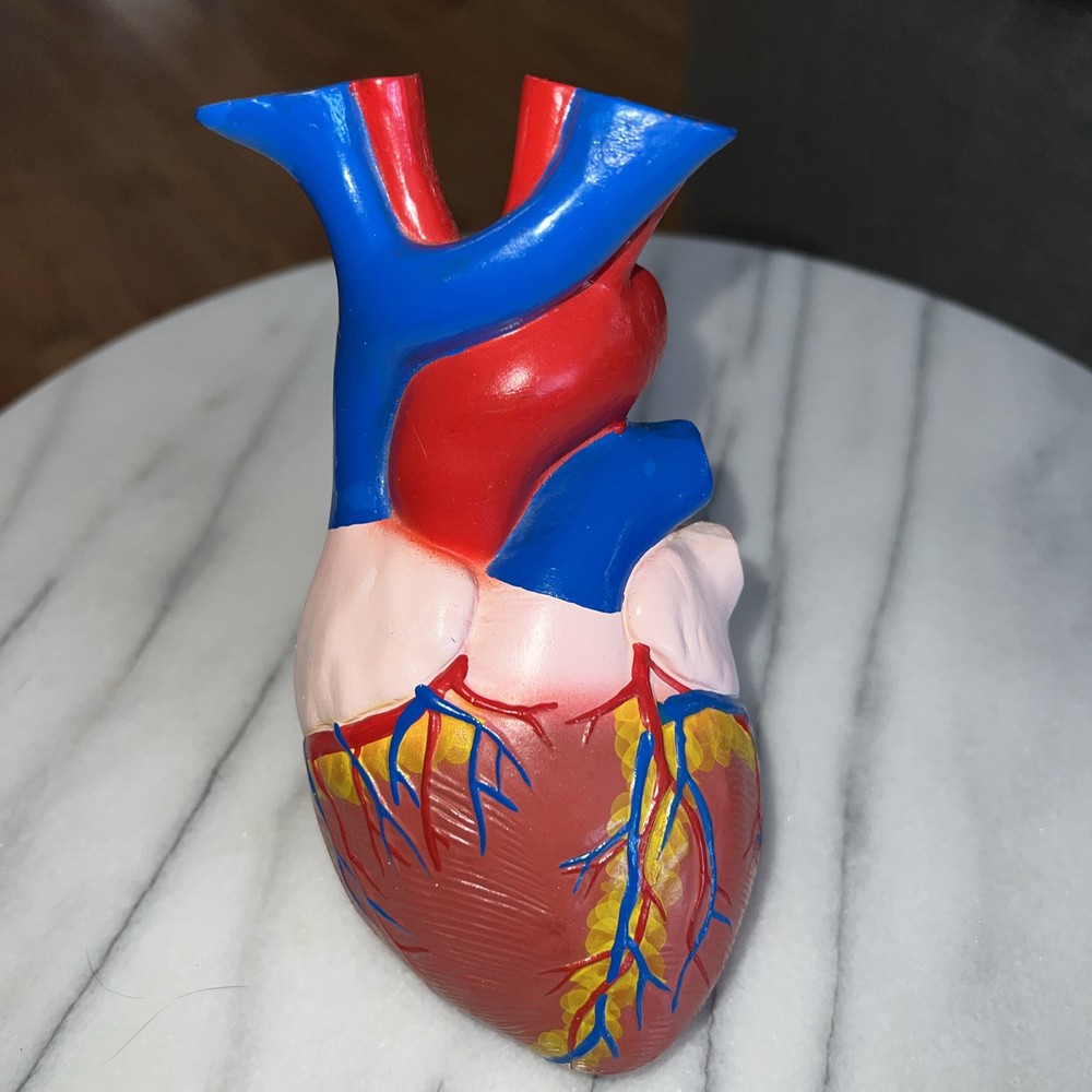 Vintage Plastic Model Of The Heart Paper Weight. Hand Painted.