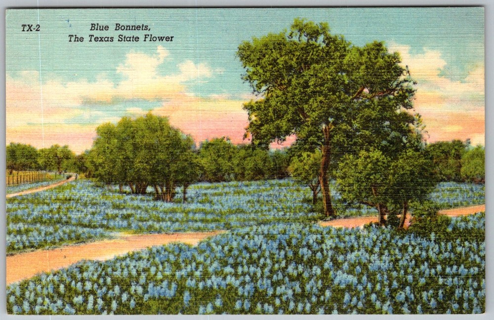 Vtg Linen Postcard Blue Bonnets Wildflower Field Texas, US 1940s