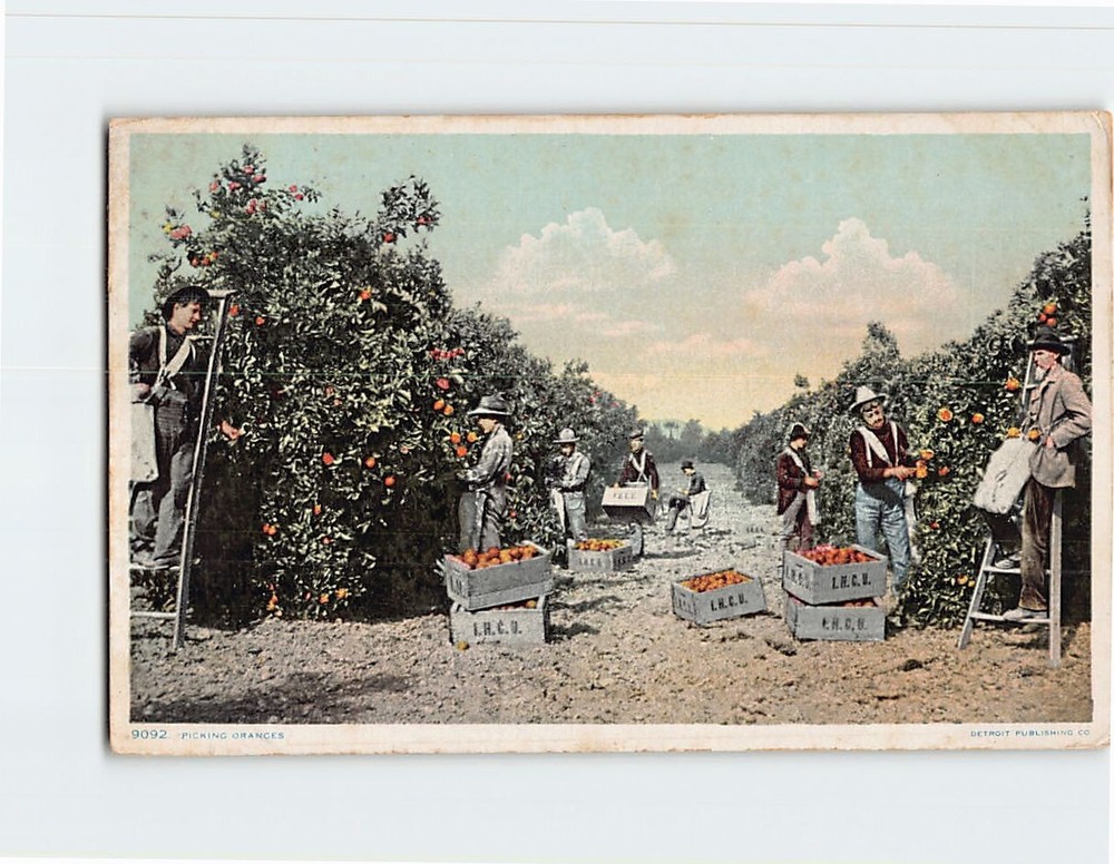 Postcard Picking Oranges in Orange Grove