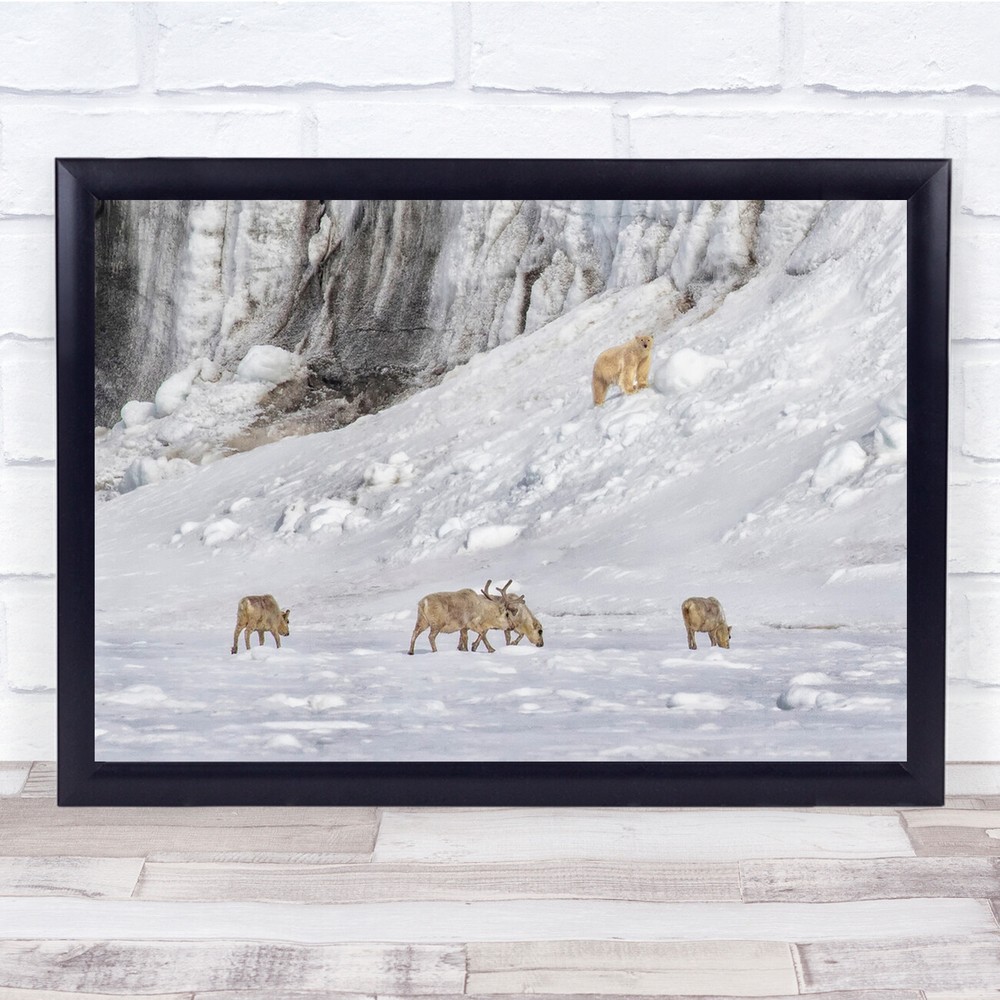 Landscape Polar Bear Arctic Norway Reindeer Glacier Reindeers Wall Art Print