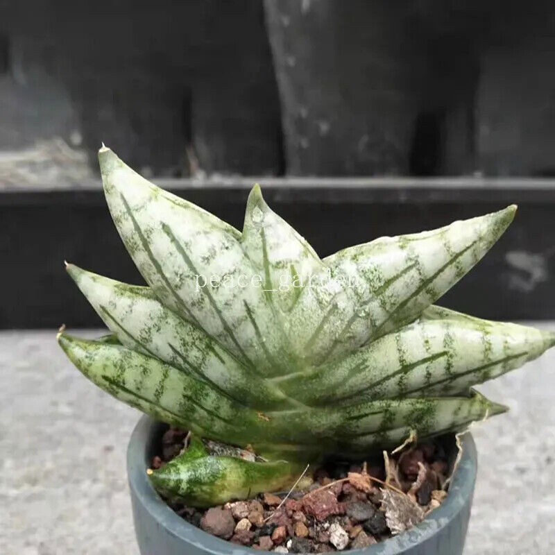3PCS Sansevieria Cylindrica Boncel RareSucculent  Plant Garden 5CM