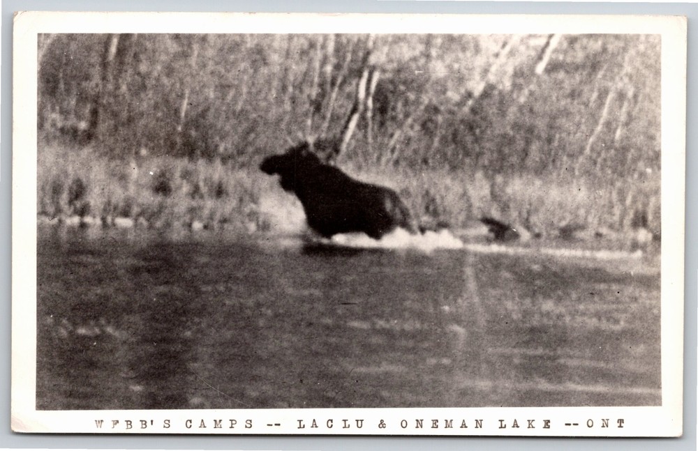 RPPC~Moose In River WFBB's Camp Laclu & Oneman Lake Ontario~Real Photo Postcard
