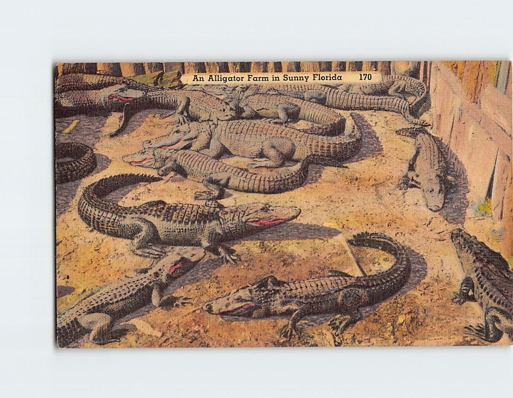 Postcard Alligator Farm in Sunny Florida USA