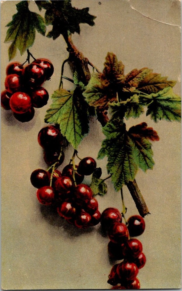 Vintage Red Currants Berries Fruit Vine Postcard Printed in Germany 1907+