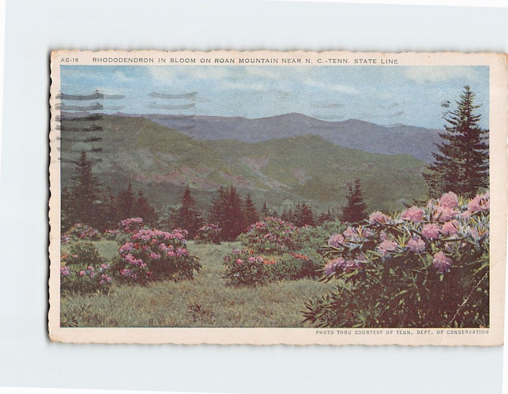 Postcard Rhododendron in Bloom on Roan Mountain Tennessee USA