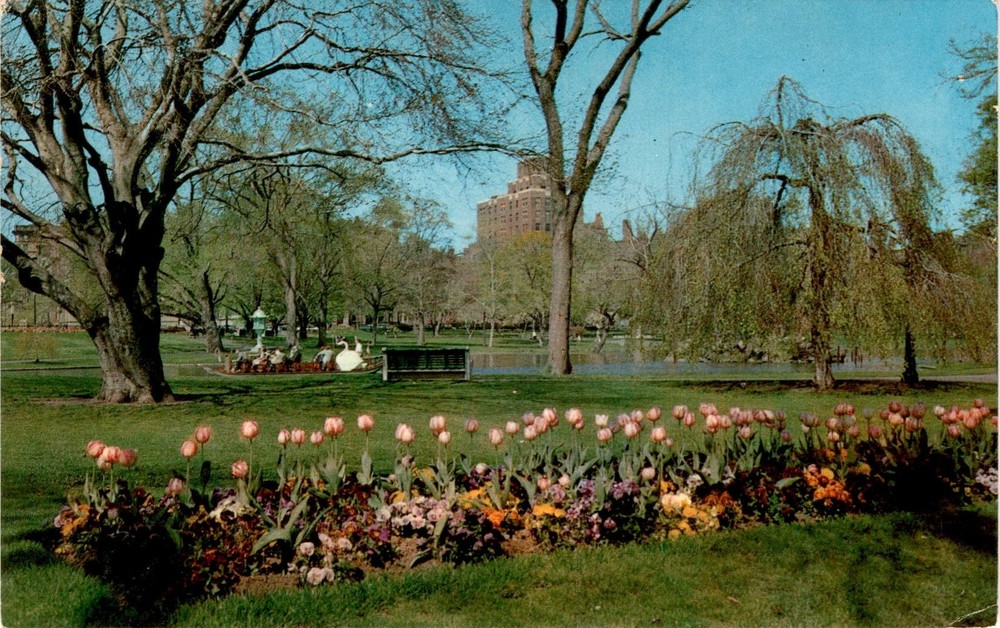 Public Gardens, Boston, Mass, Tulips, Swanboats, Ritz-Carlton Hotel. Postcard