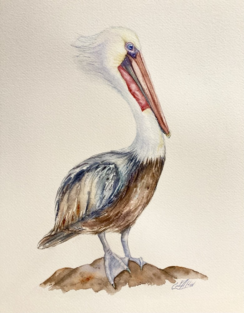 Original Pelican Florida Watercolor Painting of Bird in Coastal Scene