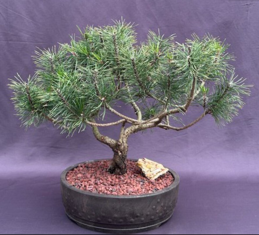 Mugo Pine Bonsai Tree 14in Hardy Outdoor Evergreen Cushion Style