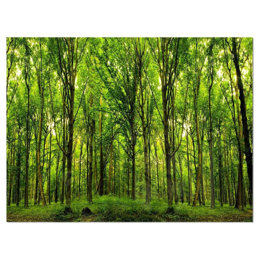 Designart 'Green Forest' Landscape Photo Metal Wall Art Green 40 in. wide x 30 i