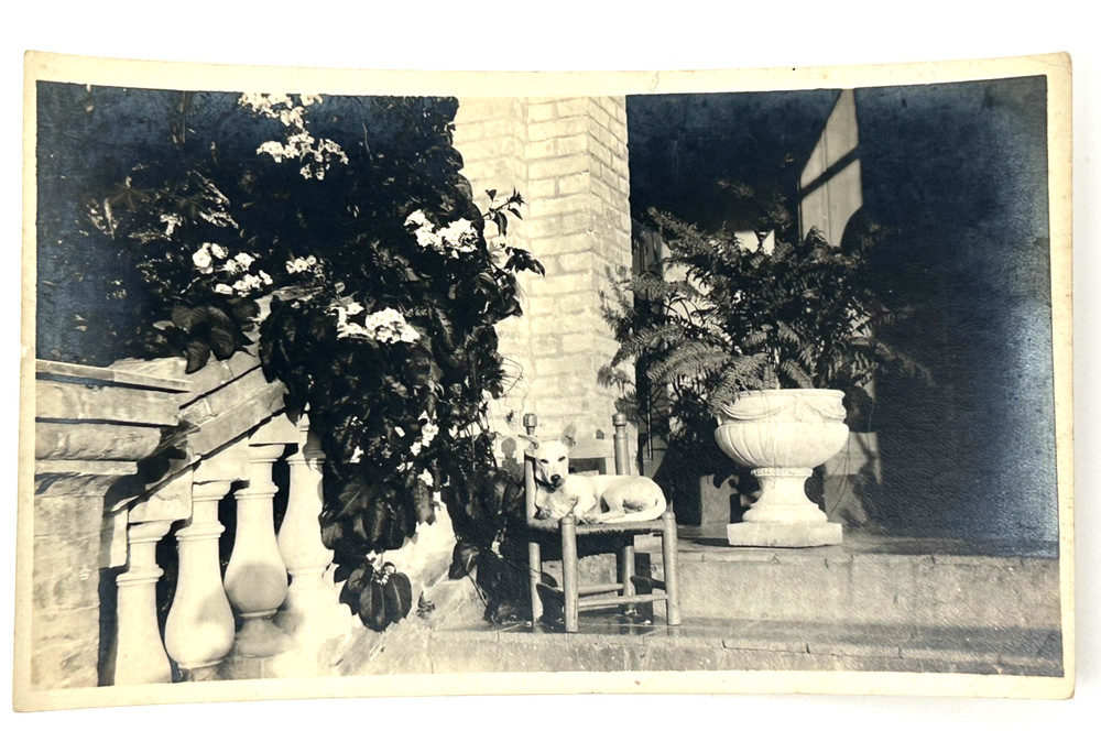 1930s Haiti Photo – “Jennie” Haitian Dog in Garden Scene | Vintage Snapshot