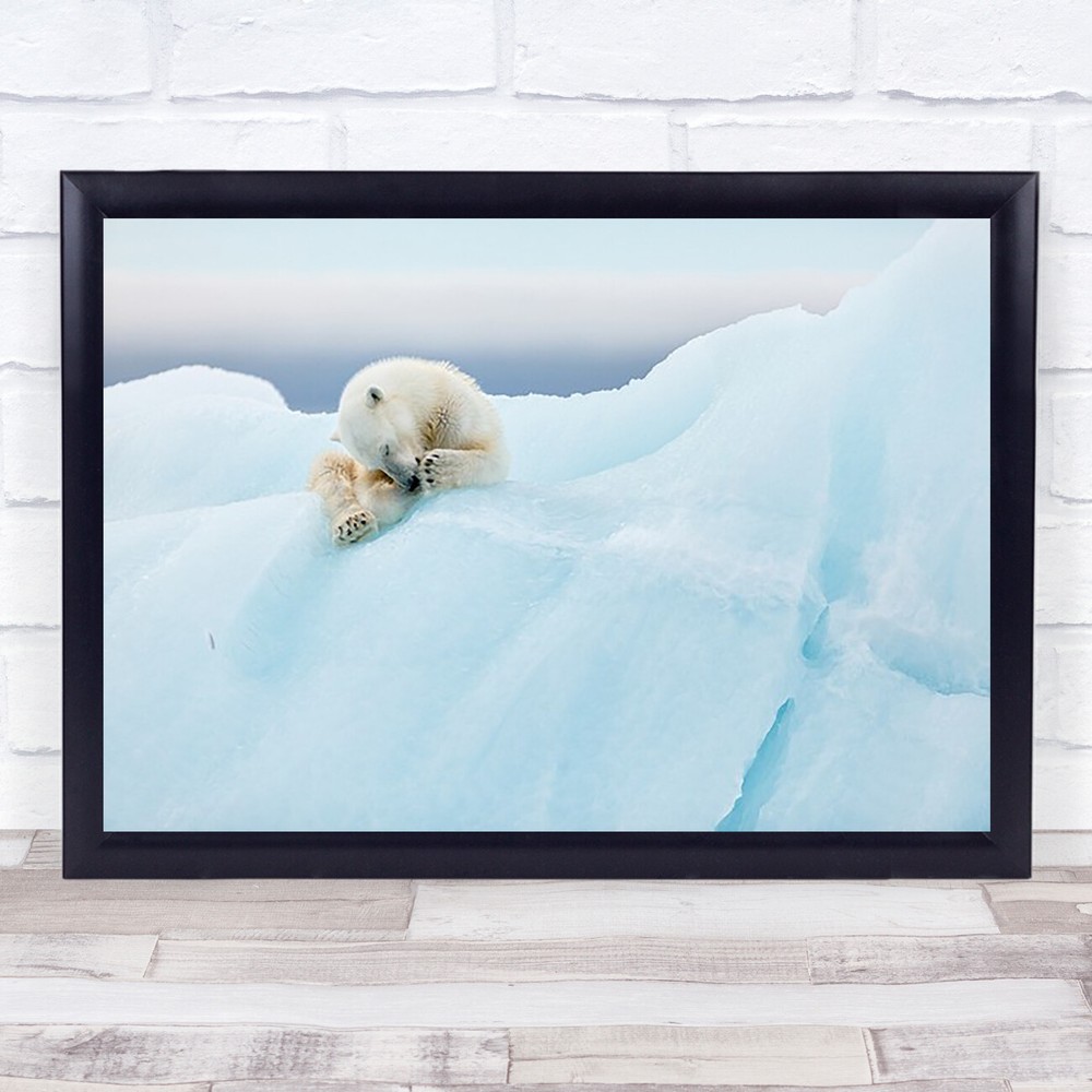 Polar Bear Grooming Nature Animal Wildlife Glacier Wall Art Print