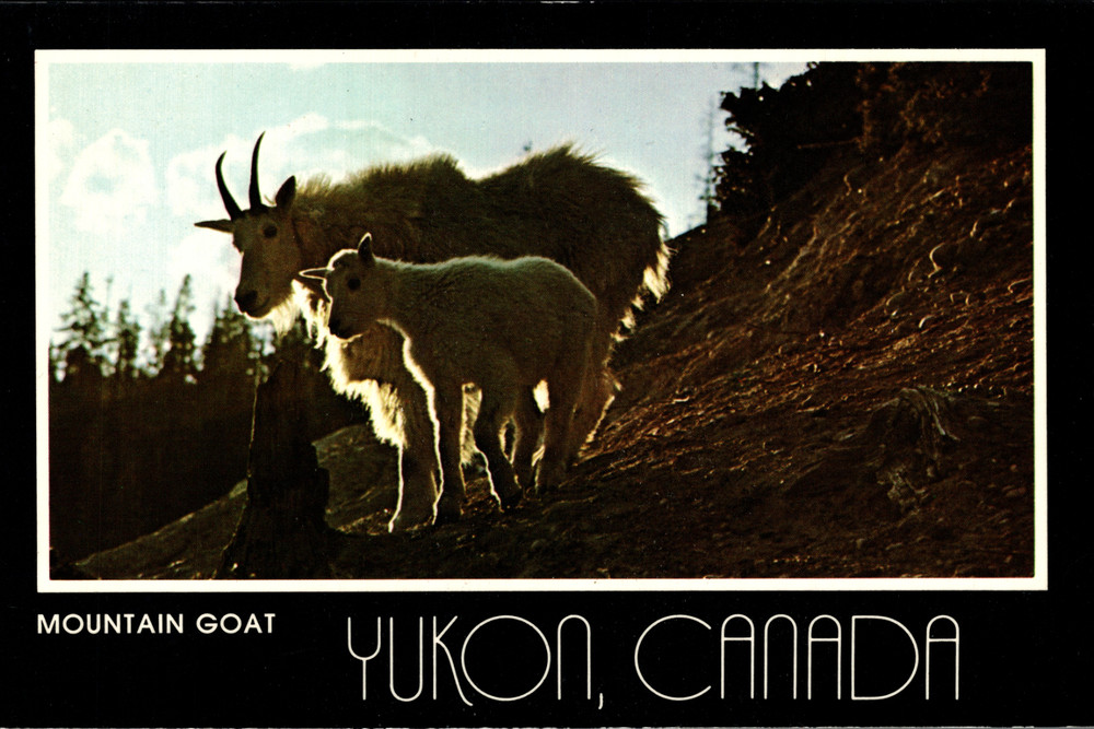Yukon Canada Mountain Goats Postcard Studio North Dexter Chrome Unused 4x6