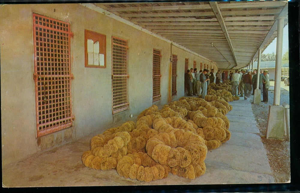 Sponge Auction Old Sponge Exchange in Tarpon Springs Florida FL Postcard