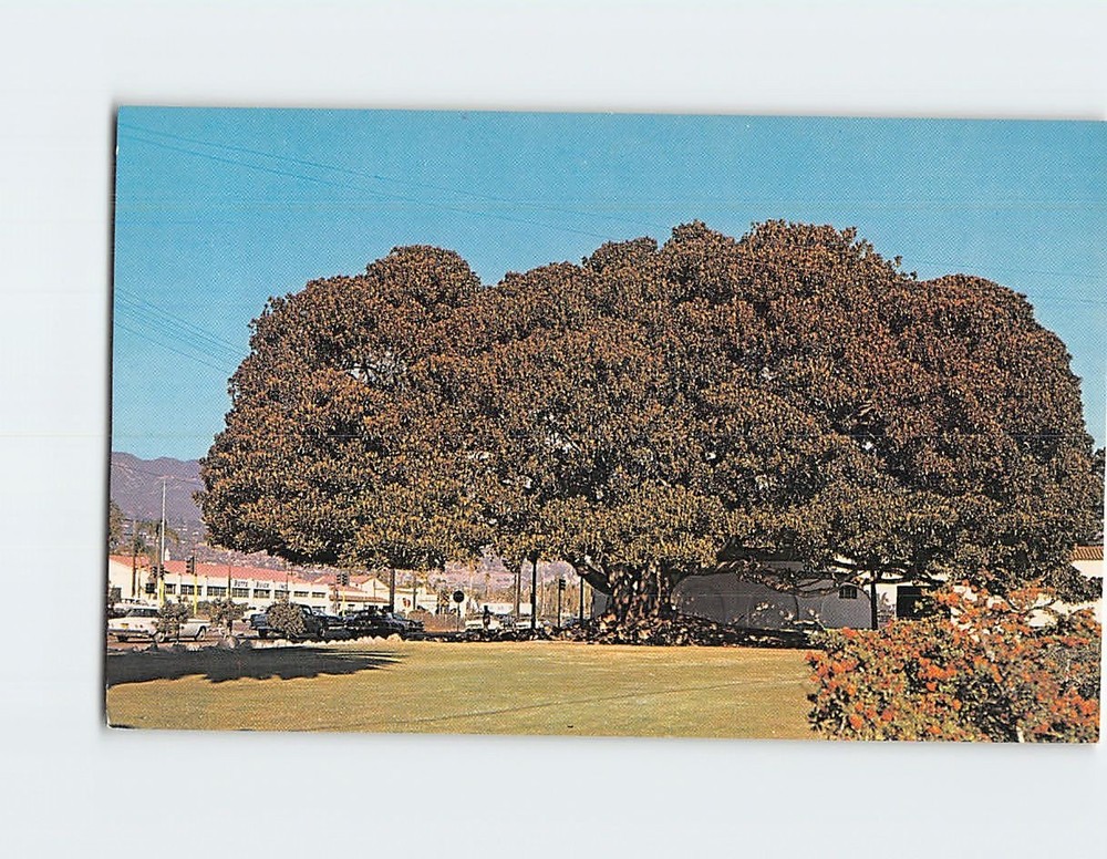 Postcard Moreton Bay Fig Tree Santa Barbara California USA