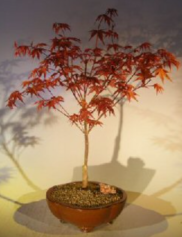 Bonsai Tree Live Japanese Red Maple Acer Palmautm Shindeshojo 20