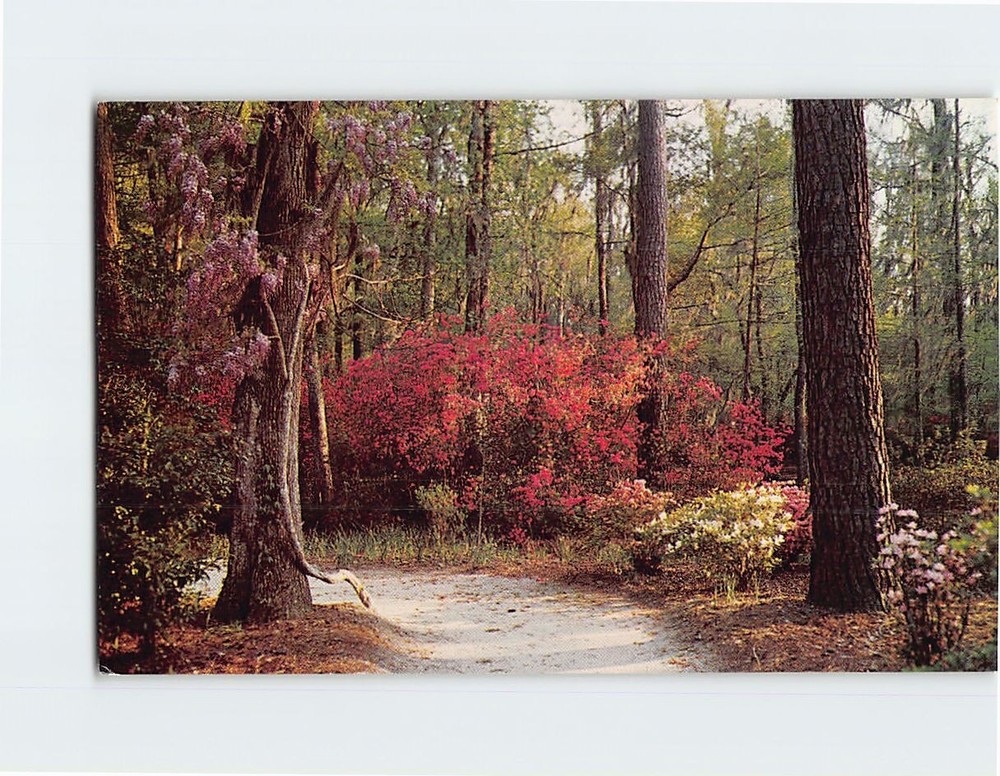 Postcard Cypress Gardens Charleston South Carolina USA