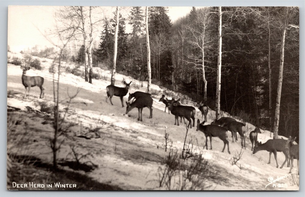 RPPC~Deer Herd In Winter~Real Photo Postcard