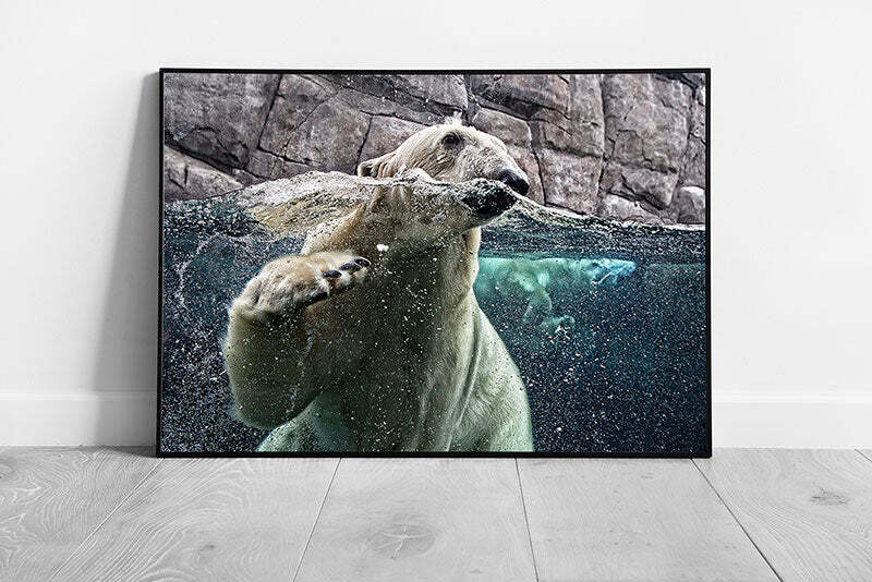 Curious Polar Bear Swimming Around Exploring It's Zoo Enclosure Wild Life
