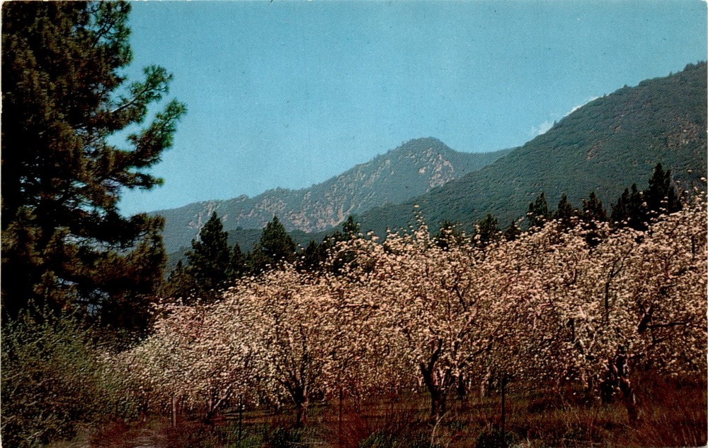San Bernardino Mountains, Oak Glen, Yucaipa, California, Columbia Postcard