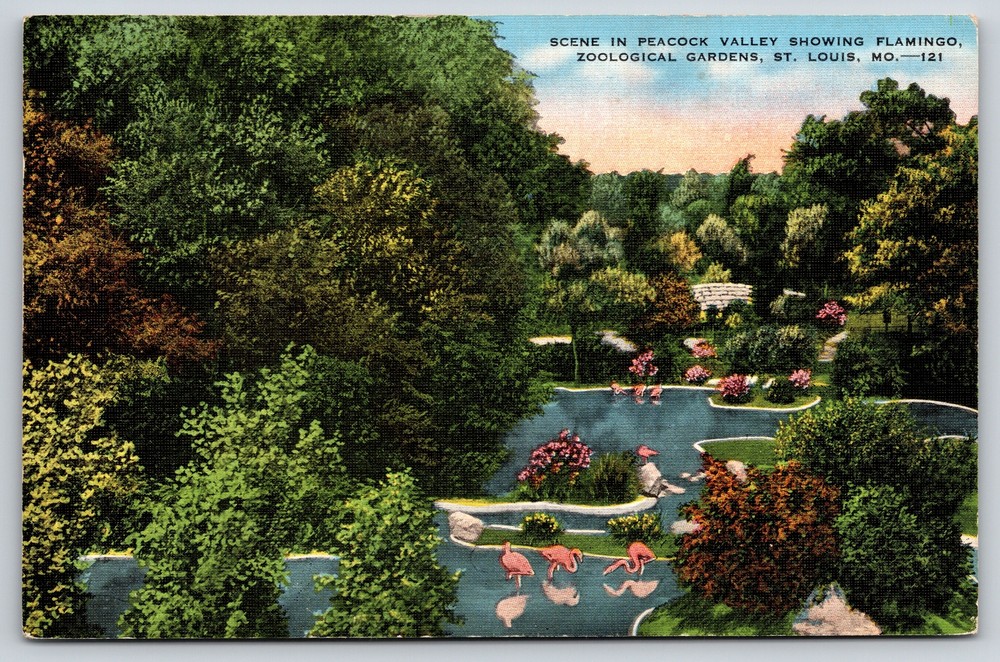 St Louis MO~Flamingos In Peacock Valley~Zoological Gardens~1940 Linen Postcard