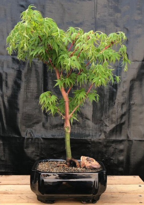Coral Bark Japanese Maple Bonsai Tree 18