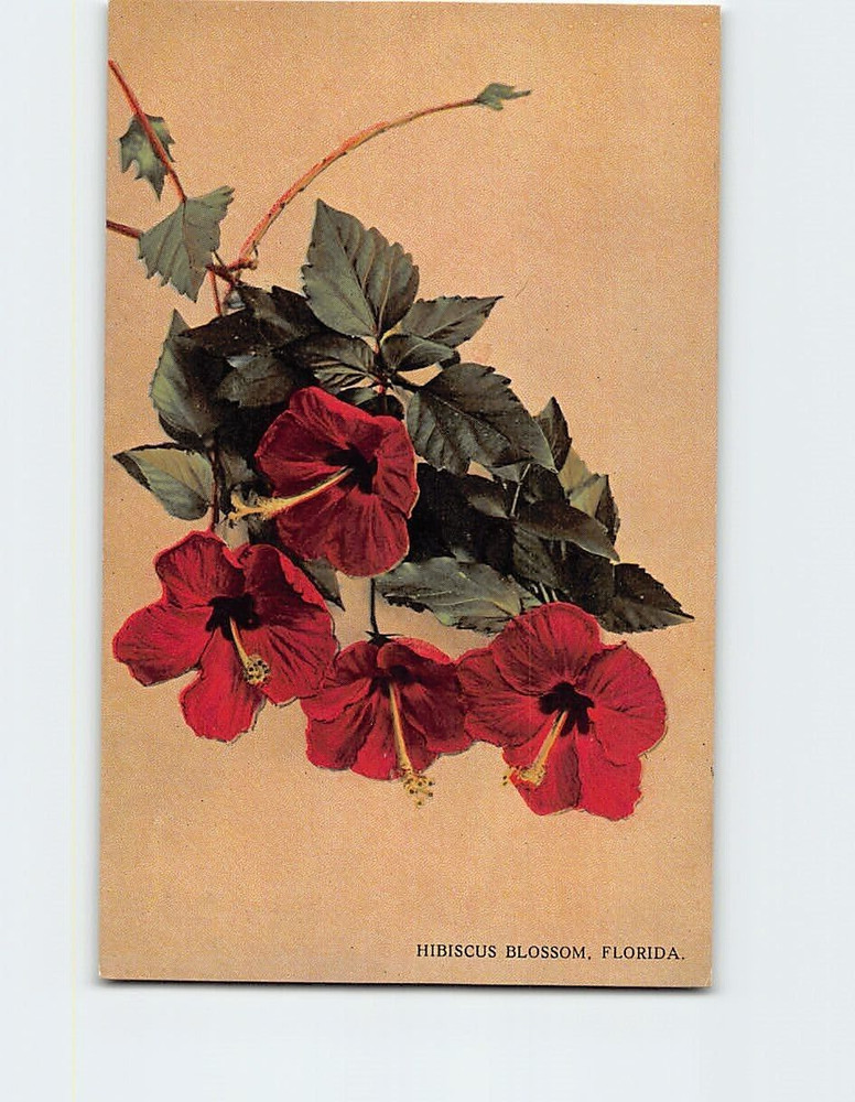 Postcard Hibiscus Blossom Florida USA
