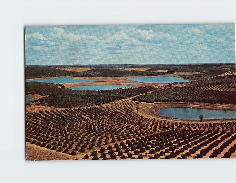 Postcard Lakes & Citrus Groves in Florida USA