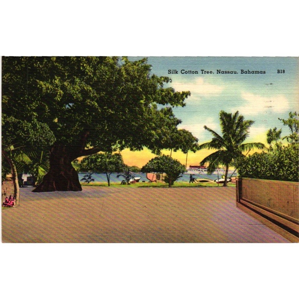 Vintage Silk Cotton Tree Nassau Bahamas Postcard