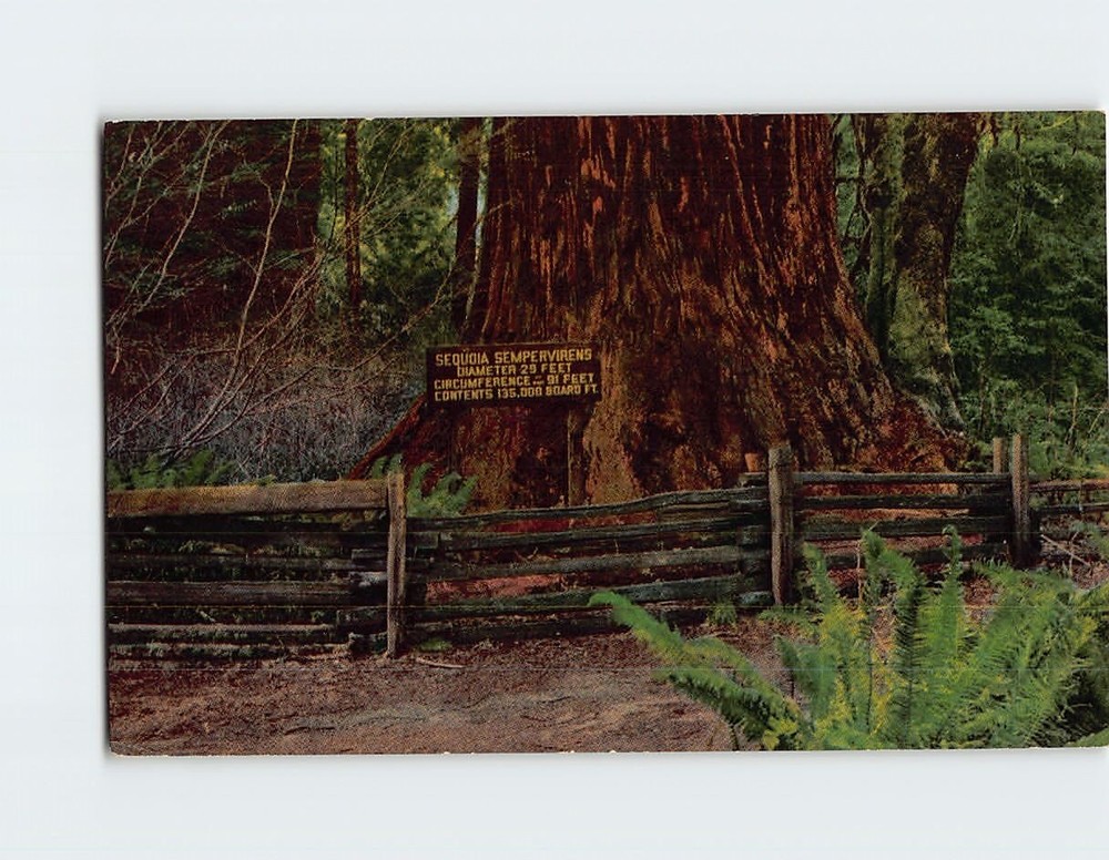 Postcard Prairie Creek Redwoods State Park Orick California USA
