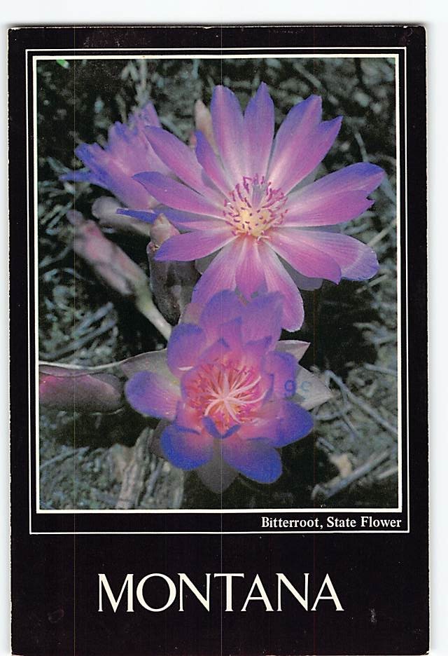Postcard Bitterroot State Flower of Montana USA