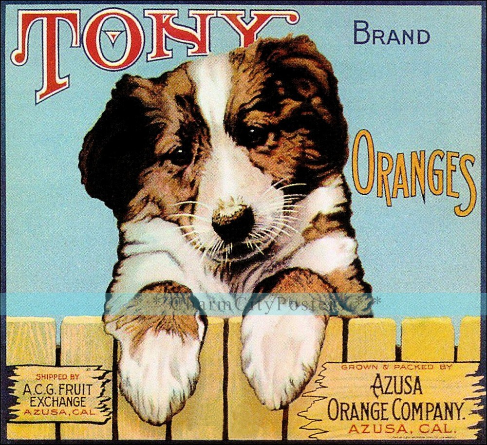 Tony Dog  1920's Orange Label Azusa California Retro Style Vintage Poster Print