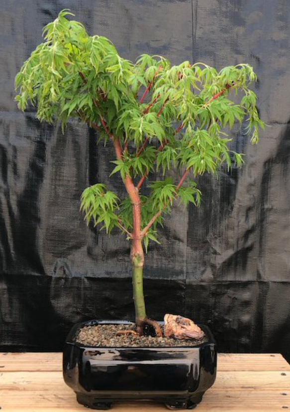 Coral Bark Japanese Maple Tree Live Acer Palmatum Deciduous Outdoors Plant 18