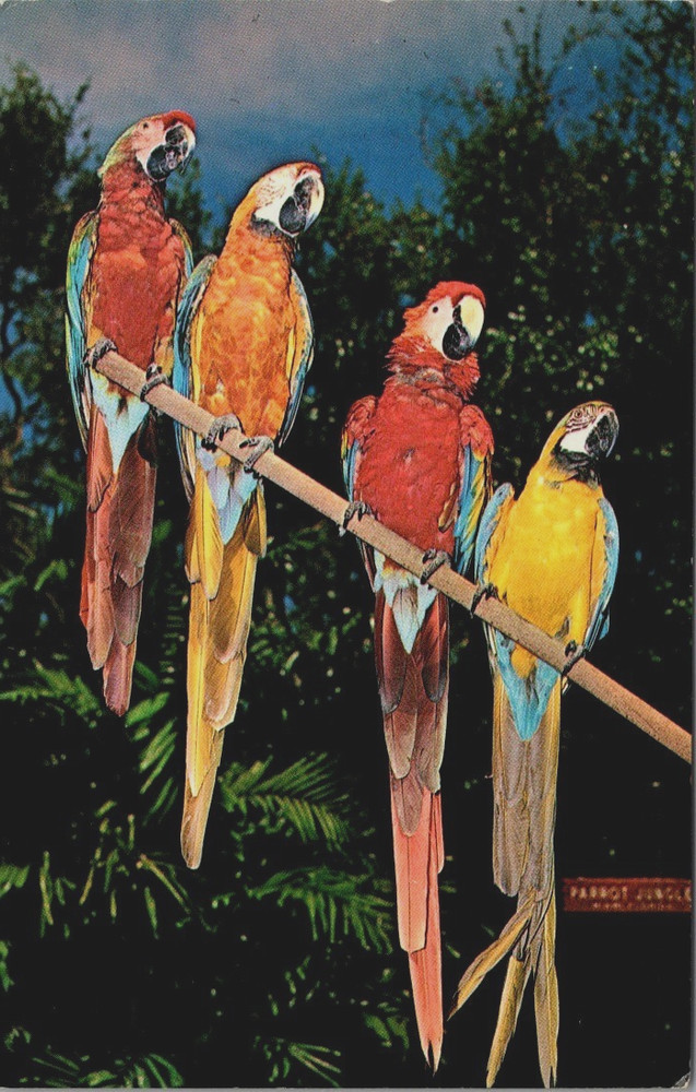 Colorful Macaws at Parrot Jungle Miami Florida Advertising Postcard