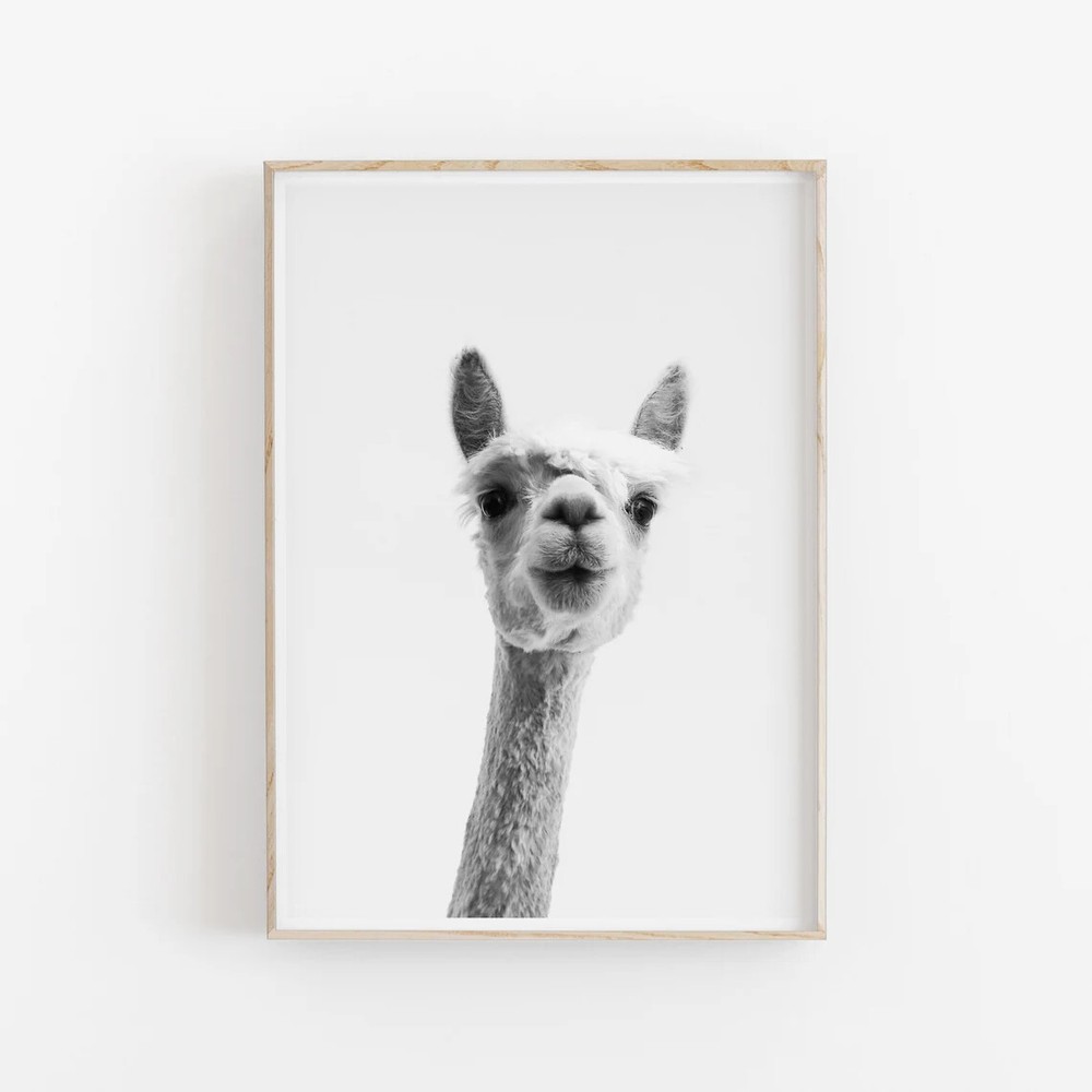 Llama Alpaca Wall Art Poster Premium Quality Choose your Size