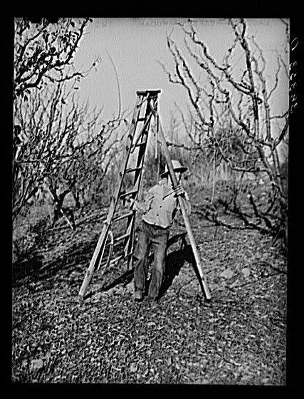 Placer County,CA,Farm Security Administration,December 1940,California,FSA