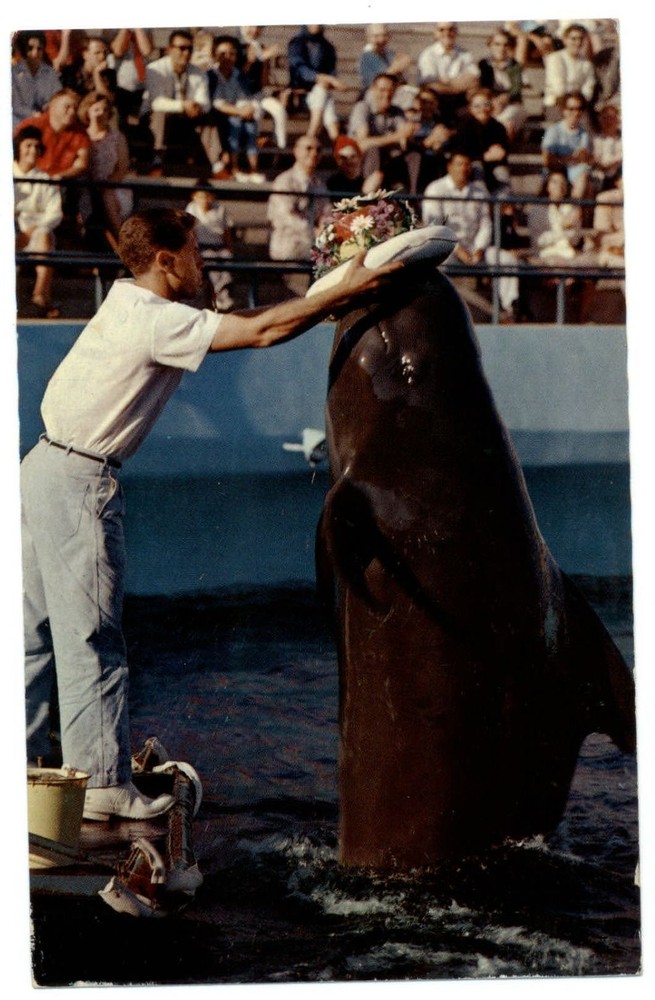 Marineland of the Pacific California ~ Bubbles pilot whale ~ postcard ~ sku929