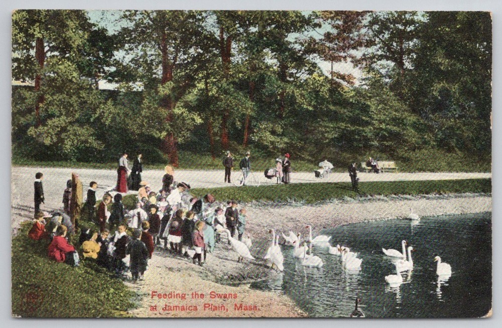 Jamaica Plain MA Swans Postcard c1910 Robbins Bros Boston Edwardian