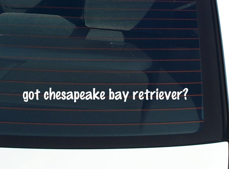 Chesapeake Bay Retriever Car Decal Bumper Sticker Vinyl Funny Dog Lover Joke Window