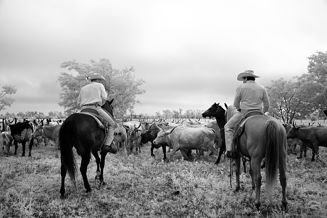 Photo:Texas Chappell Hill 2014 Cowhands Longhorn Herd Lonesome Pine Ranch