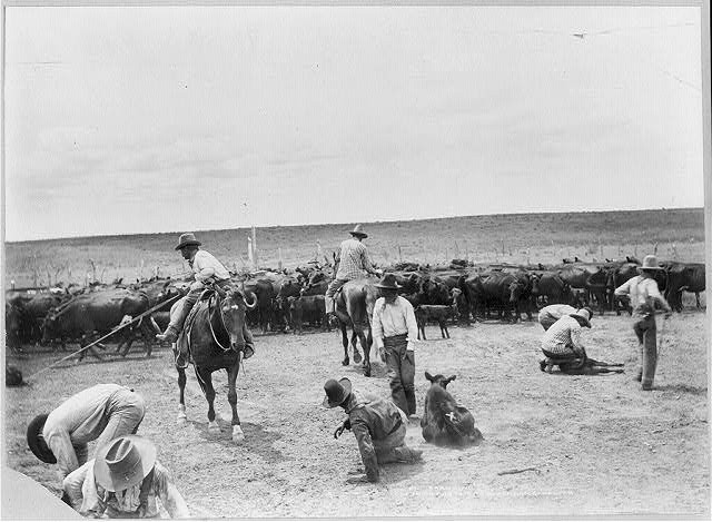Photo:Branding on the XIT ranch in Texas,TX,Cowboys,c1904,Cows,Livestock
