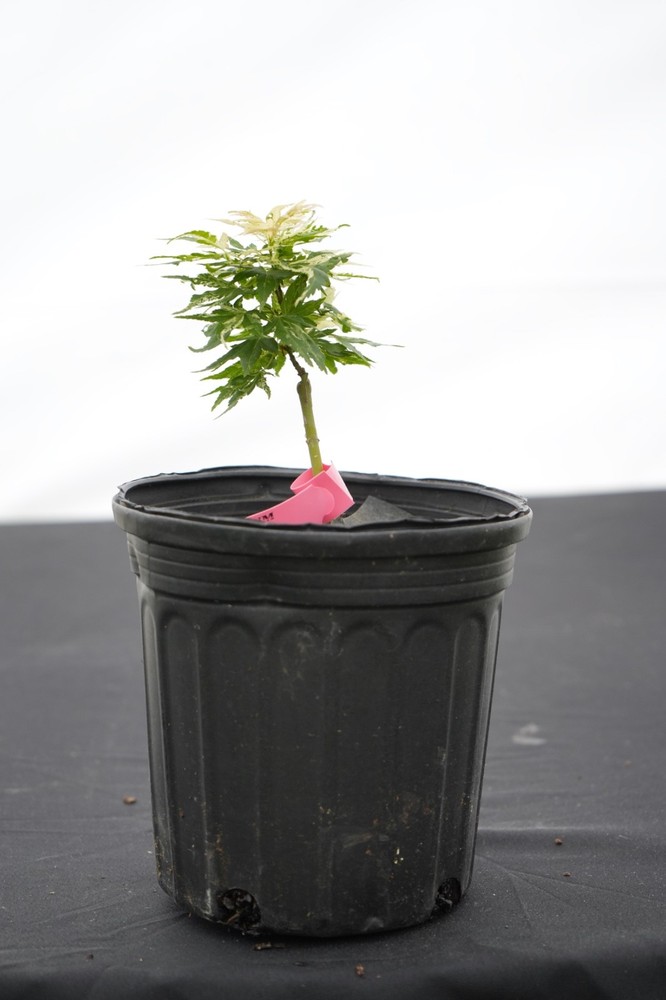 Acer palmatum 'Snow Kitten' Rare Variegated Dwarf Japanese Maple 1G