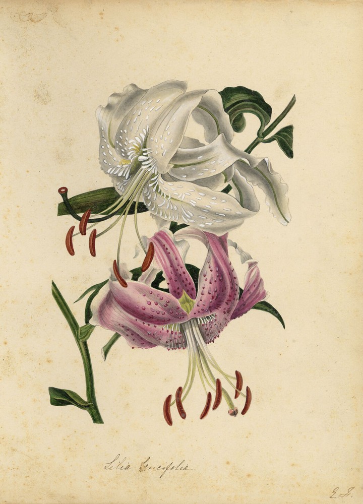 Tiger Lily Flower after Augusta Innes Withers – mid-C19th watercolour painting