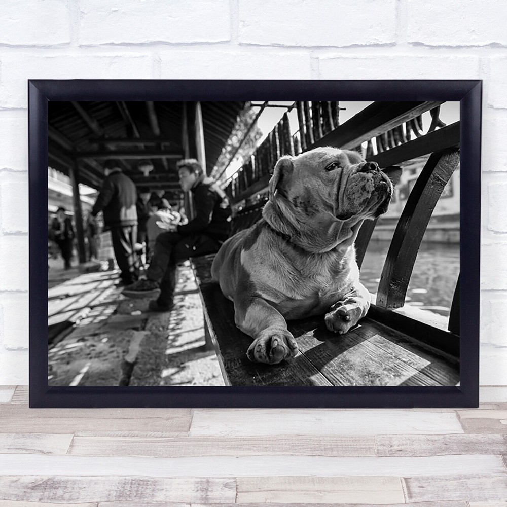 Sad Dog Pet Street Bench Proud People Sitting Resting Wall Art Print